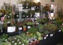 One of the many stands at the 2010 Plant Fayre